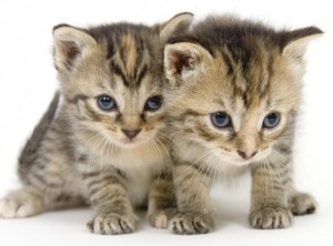 Most-Beautiful-Kitten-Photos3