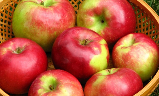 Top 15 Apple Cider Vinegar Benefits in Zenith Nutrition ACVs