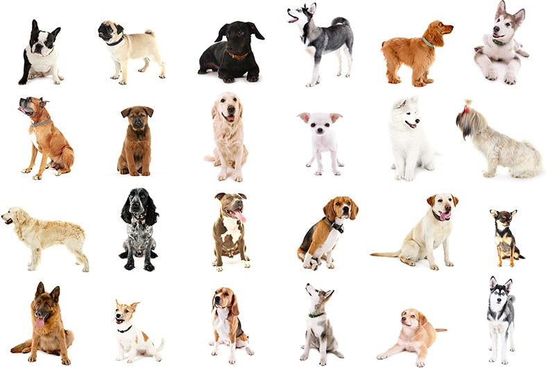 dog breed guide